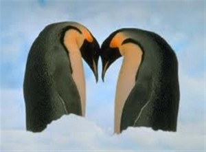 Pinguini in amore, psicologia di coppia e relazioni